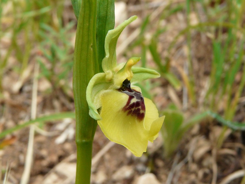 Ophrys lacaitae lojac.